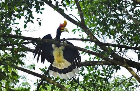 Welcome to the Jungle: Adventures in Borneo - Travelogues from Remote Lands