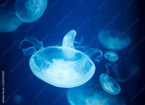 jellyfish medusa creature animal insect Stock Photo | Adobe Stock