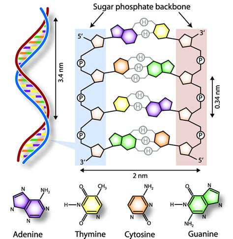 1 Schematic representation of double-stranded DNA. The double helix... | Download Scientific Diagram