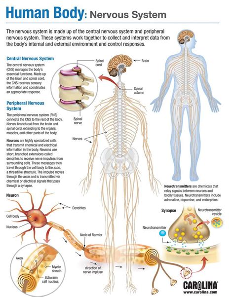 Nervous System | Human body nervous system, Basic anatomy and ...