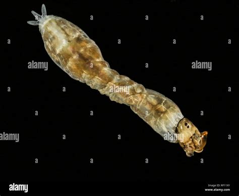 Black fly larva Simulium from fast flowing river Stock Photo - Alamy