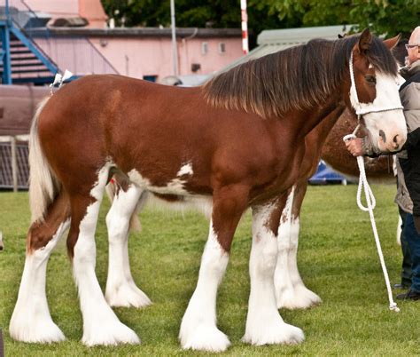 Clydesdale foal 6 by Kennelwood-Stock on DeviantArt