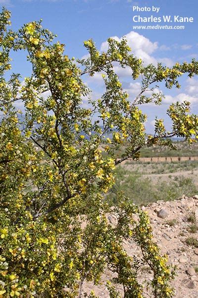 Larrea tridentata | Creosote bush | Medicinal Uses | Charles W. Kane ...