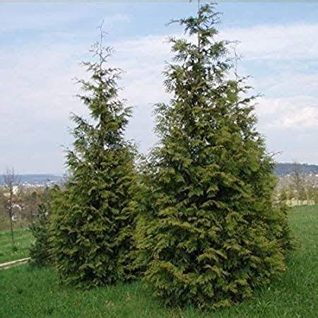 10 Types of Cedar Trees For Landscaping - AMERICAN GARDENER