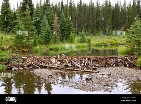 Beaver Dam Construction Near Hinton Alberta Canada Canadian Rockies Canadian Rocky Mountains ...