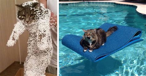 161 Cats Who Immediately Regretted Their Poor Life Choices | Bored Panda