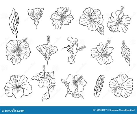 Hibiscus Flower Vector Set for Tattoo Design or Printing on Jacket on Background.Hibiscus Floral ...