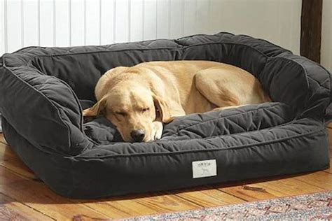 5 Best Large Dog Beds for Big Breeds [Top Recommendations & Guide]