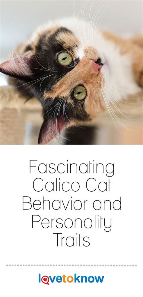 Fascinating Calico Cat Behavior and Personality Traits | LoveToKnow | Cat behavior, Calico cat ...