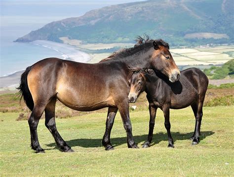 Pony - Exmoor Information for Kids