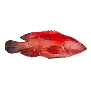 Red Grouper – Delmon Fish