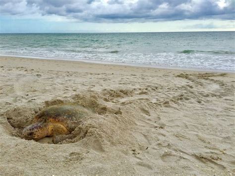 Disney Releases Four Rehabilitated Green Sea Turtles in Vero Beach ...