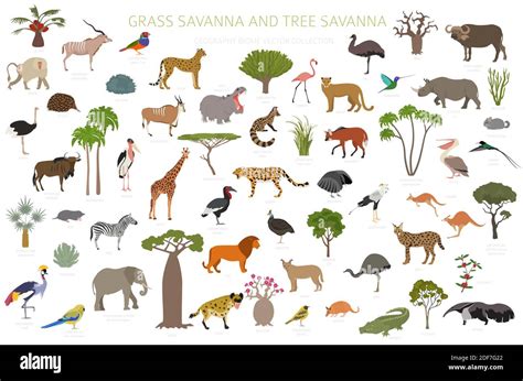 Tree savanna and grass savanna biome, natural region infographic. Woodland and grassland ...