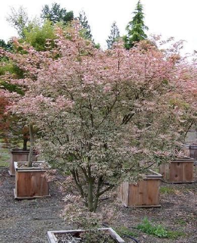 Floating Cloud ( Ukigumo ) Japanese Maple | New Life Nursery