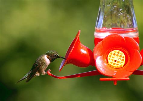 Hummingbird Feeders Guide | Blain's Farm & Fleet Blog