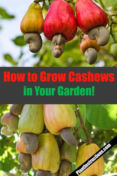 How to Grow Cashew Trees in Your Garden | Growing fruit trees, Growing peach trees, Growing fruit