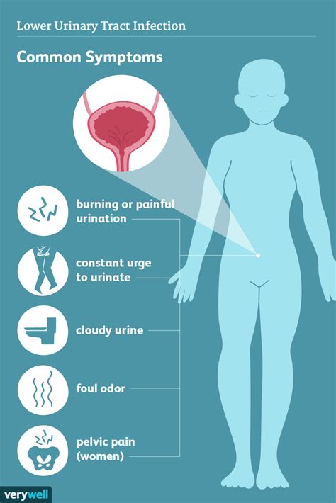 Urinary Tract Infections: Symptoms and Complications