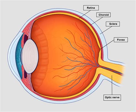 Sclera Eye Diagram