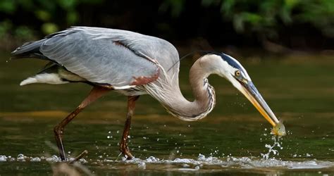 Great Blue Heron Identification, All About Birds, Cornell Lab of Ornithology