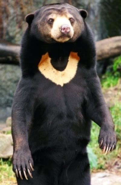 The Endangered Bear Species of the World