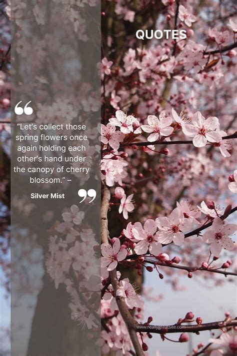 200 Beautiful Cherry Blossom Quotes: Sakura quotes - SimplyBeyondHerbs