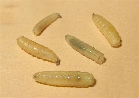 Termite Larvae: Identification & Treatment | Pictures