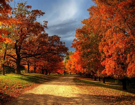 30+ Most Beautiful Images Of Autumn Leaves For You