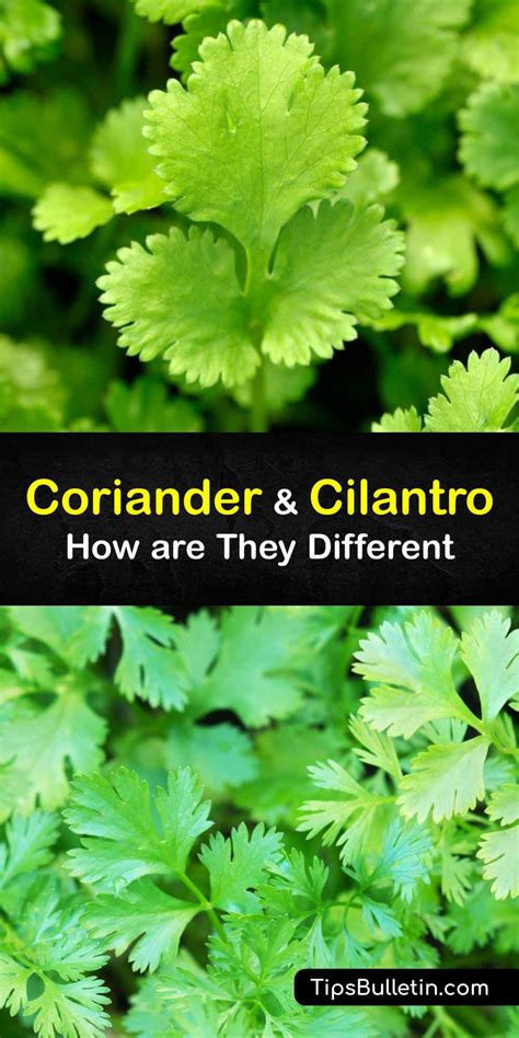 Are Coriander and Cilantro the Same - Herb Differences