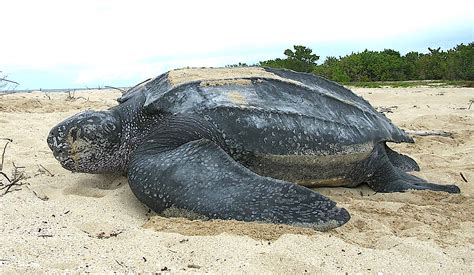 Leatherback sea turtle - Wikipedia