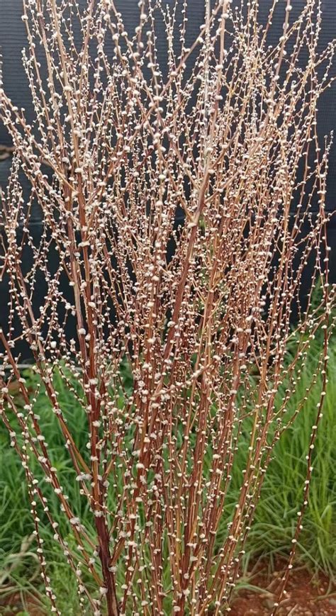 2021 New Dried Flowers/snow Willow/flower Arrangement/willow | Etsy