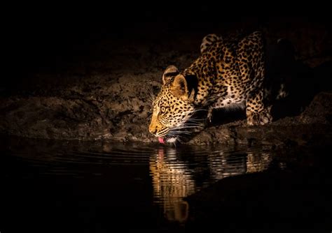 Tips to Photograph Wildlife on a Night Safari in Africa - Nature TTL