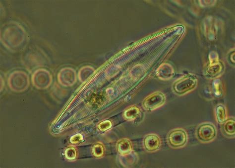 Marine phytoplankton - diversity and adaptation | Åbo Akademi University