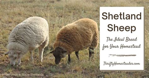 Shetland Sheep: The Ideal Breed for Your Homestead