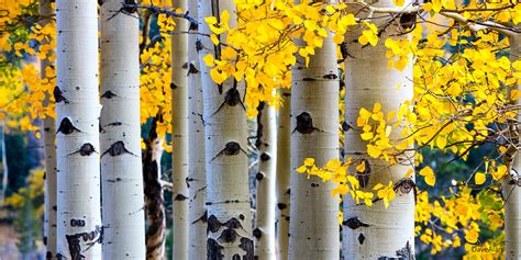 Aspen Trees a Colorful Colorado Experience