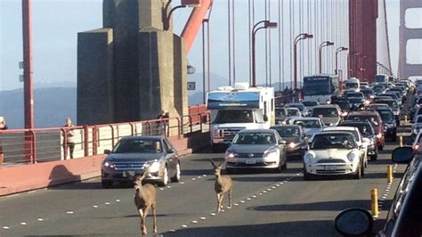 Deer on the Golden Gate bridge hold up traffic - The Washington Post