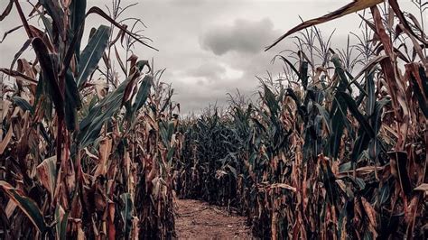 Looking for a Scary Corn Maze? 13 Best Haunted Corn Mazes in the USA