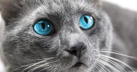 Cats With Blue Eyes | Cat with blue eyes, Grey cats, Persian cat white