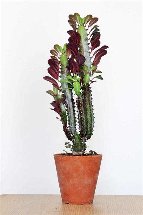 8 Best Cactus Varieties to Grow Indoors