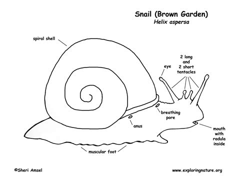 Snail (Garden)