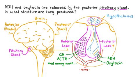 Oxytocin Hormone Function