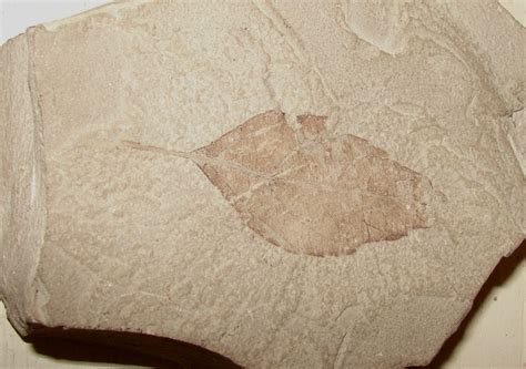 Fossil Formation - Wild About Utah