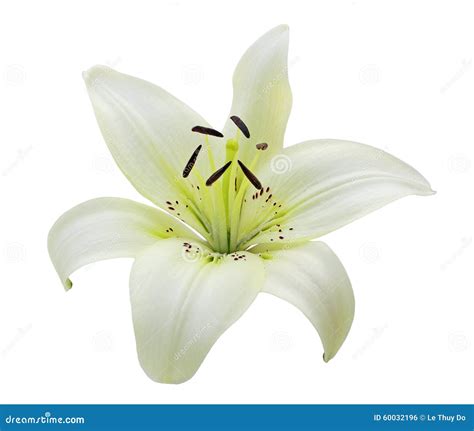 Single White Lily stock photo. Image of summer, petal - 60032196