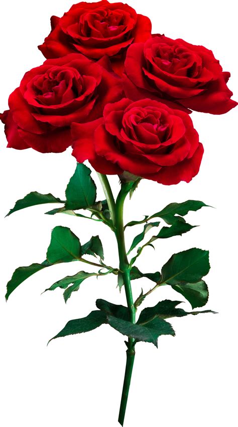 flores rosas rojas aisladas para bodas de amor y día de san valentín 12591073 PNG