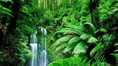 Tropical Rainforest Wallpaper (58+ pictures) - WallpaperSet