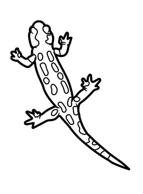 Fire Salamander Coloring Page - Free Printable Coloring Pages