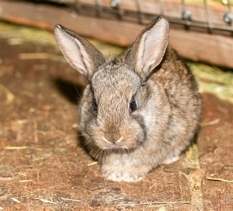 Beautiful Rabbit on the Farm Stock Photo - Image of background, brown: 106210566