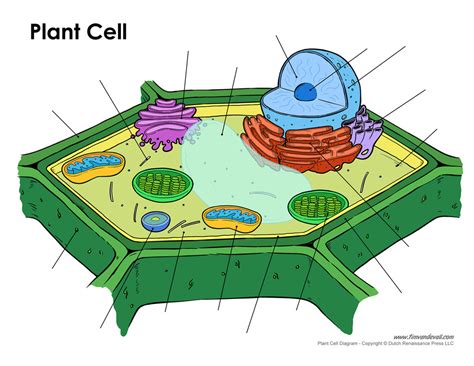 Plant Cell Organelles Diagram | Quizlet