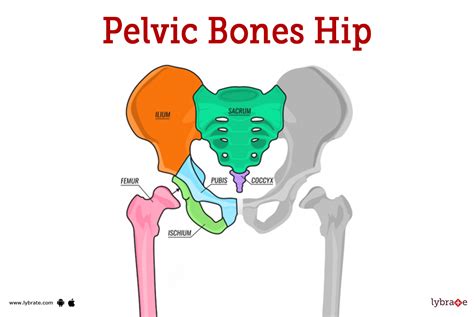 Bones Of The Pelvic Girdle And Lower Limb