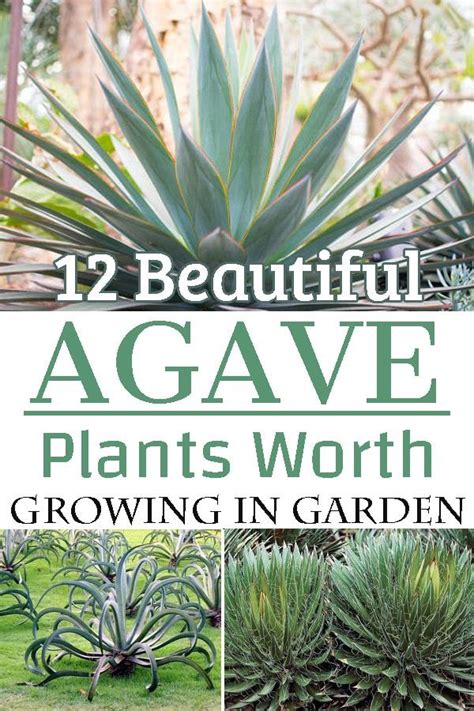 Types Of Agave Plants - Plants BA