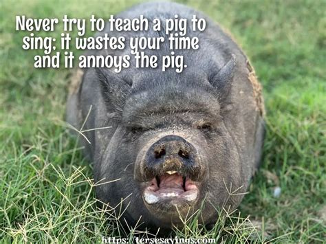 funny pig quotes